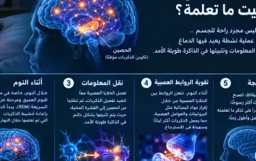 النوم وتثبيت الذاكرة: كيف يعيد الدماغ ترتيب ما تعلّمه