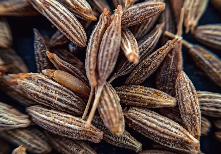الكمون صيدلية في متناول اليد